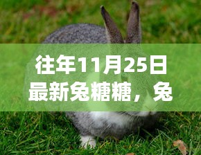 兔糖糖的力量，学习变革中的自信与成就感历年回顾