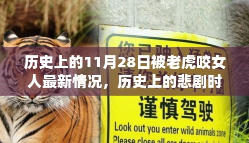 历史上的悲剧时刻，揭秘11月28日老虎咬伤女性事件的最新进展与最新情况分析