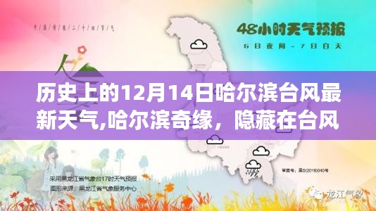 哈尔滨奇缘，台风背后的巷弄风情与美食体验（历史天气回顾）