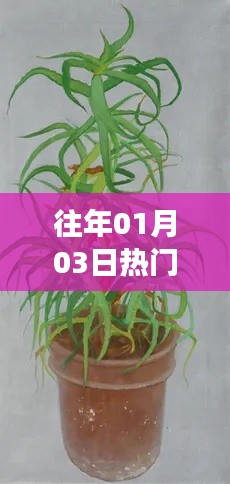 植物世界，历年一月三日瞩目佳作盘点
