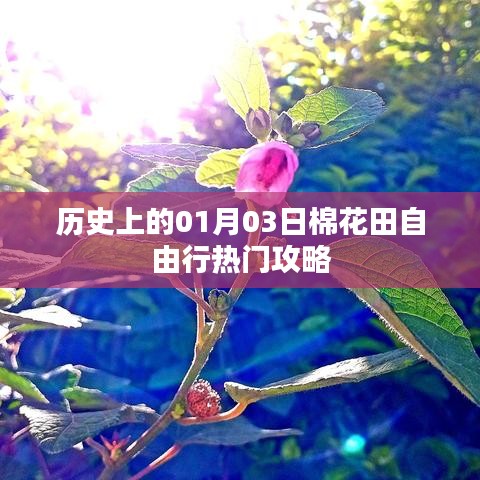 棉花田自由行热门攻略，历史一月三日探访之旅