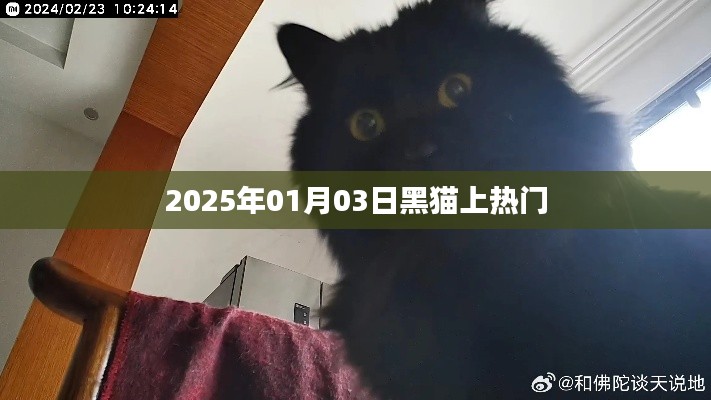 黑猫走红，揭秘背后的故事，时间，2025年元旦后三天