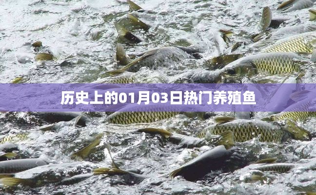热门养殖鱼的历史演变，一月三日回顾