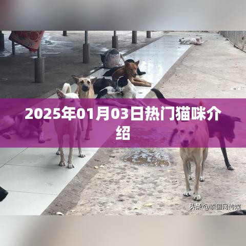 『2025年元旦猫咪热潮TOP榜单，热门猫咪一网打尽』