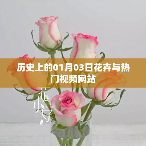 历史上的花卉与热门视频网站，一月三日回顾