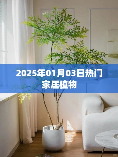 2025年家居热门植物榜单揭晓