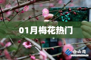 眉开眼笑