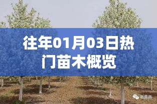 历年元旦后热门苗木市场概览