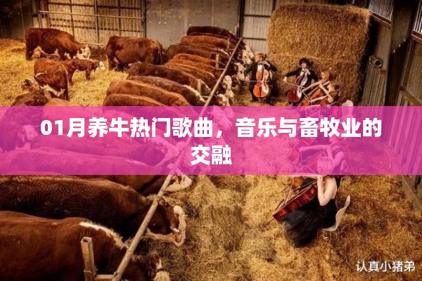 养牛热门歌曲盘点，音乐与畜牧业的和谐旋律