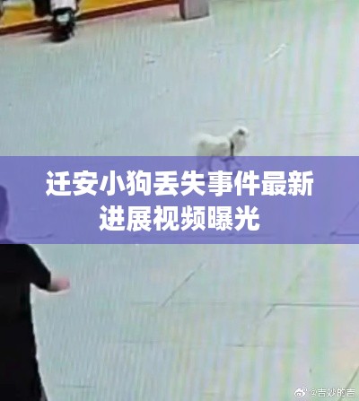 迁安小狗丢失事件最新进展视频曝光