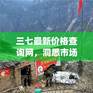 三七最新价格查询网，洞悉市场动态，引领商机把握之道
