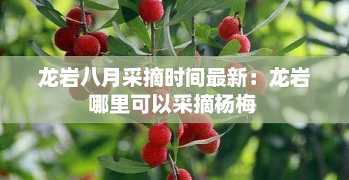 龙岩八月采摘时间最新：龙岩哪里可以采摘杨梅 
