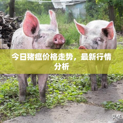 今日猪瘟价格走势，最新行情分析