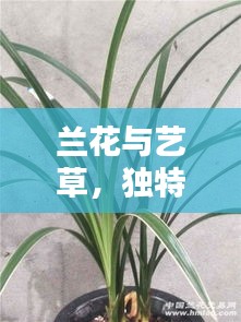 兰花与艺草，独特魅力上榜前十名！