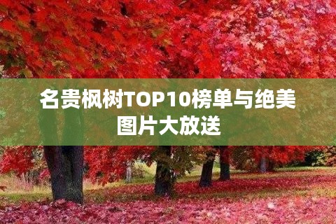 名贵枫树TOP10榜单与绝美图片大放送