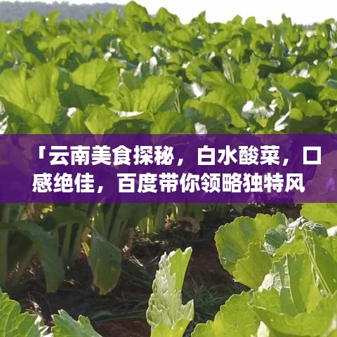 「云南美食探秘，白水酸菜，口感绝佳，百度带你领略独特风味！」