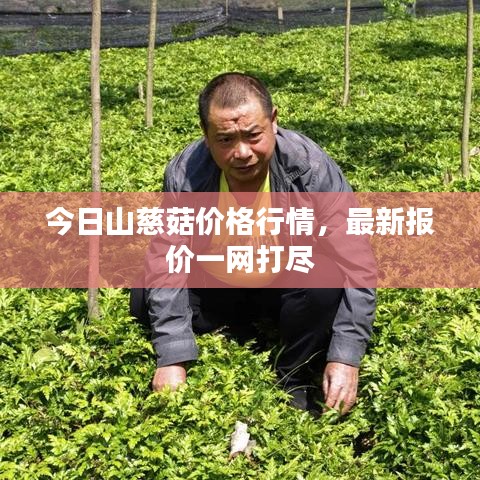 今日山慈菇价格行情，最新报价一网打尽