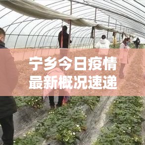 宁乡今日疫情最新概况速递