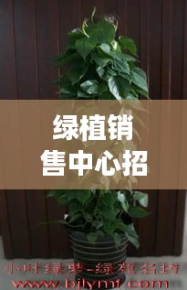绿植销售中心招聘信息最新：绿植养护招聘信息 